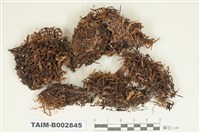 藏品(砂苔屬)的圖片